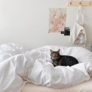 고양이집:고집 | 고양이 털안붙는이불, 반려동물 털박힘 걱정없이 꿀잠자는 순면이불 실사용 후기 모음