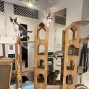 아이조아 캣파크 서울점 | 서울 고양이 카페 데이트코스 고양이 카페 추천