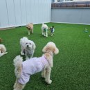 멍삼이네 이미지