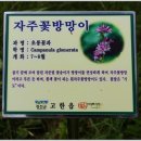 매일홍 이미지