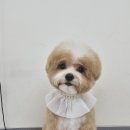 애견미용 이미지