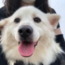 댕댕이냥 이미지