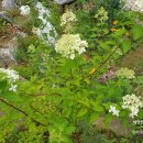 야생화정원펜션민박 이미지