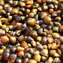 하동재첩 섬진강 이미지