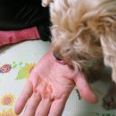 짱구 애견 하우스 이미지