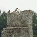 영광중기 | 영광 단주리 당간지주(靈光 丹朱里幢竿支柱).전남