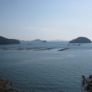 산양일주도로가로수 이미지