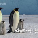 남극의신사 Daum카페