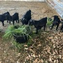 정훈농장2 이미지