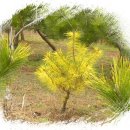 보광농원 이미지