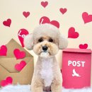 자연애견미용실 | 안양동애견미용 가위컷 디테일 대박이었던 쁘띠아몽 애견미용실 후기