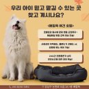 베럴독 이미지