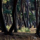 솔밭공원2 이미지