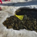 빙어마을펜션 | 양평 가볼 만한 곳 수미마을 빙송어축제 빙어튀김 잔뜩 먹고 온 후기