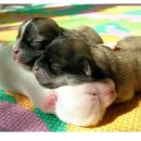 웃는강아지 이미지