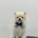 릴리리독 이미지