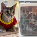 강아지와고양이 이미지