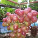 예은농장 이미지