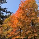 11월산행 진주 경상남도 수목원 단풍산책 함께 갑시다. 이미지