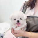 수아펫