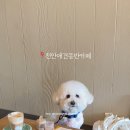 더모즈커피바
