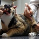 세종충북대학교 동물병원 이미지