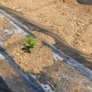 청홍농장 이미지