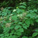 들꽃이야기 이미지