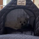 토토애견 | 청주강아지분양후기 예쁜말티푸 분양 간 토토소식이왔어요~♡