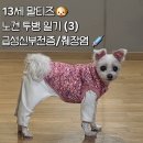 인성동물병원(출장전문) | [산강병원]13살 노견 급성신부전&amp;췌장염 치료 후기 3탄 (췌장염 영양제 추천)