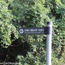 제주 신례리 왕벚나무 자생지 이미지