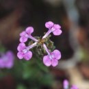 구름송이 이미지
