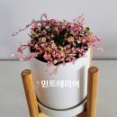 트리안꽃집 이미지