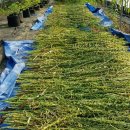 영구네농장 이미지