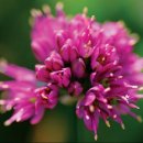 Allium(앨리움)