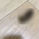 (유)수일식품 | 강아지 설사 할때 이렇게 극복했어요