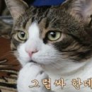 보스샵