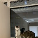 에어묘앤비 이미지