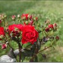 장미휴게실 이미지