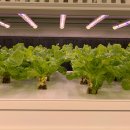 다운 농장 이미지