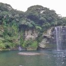 제주 천지연 담팔수 자생지 이미지