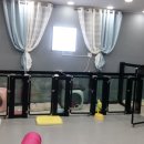 남창애견샵 복실강아지 이미지