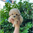 마마스미독 강아지 분양 김해점 이미지