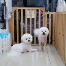 더펫샵 이미지