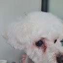 복이애견샵 이미지