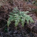 예하지마을 이미지