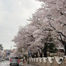 공원 | 대구 벚꽃 명소 실시간｜어제 다녀온 금호강 생태공원 후기
