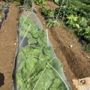 삼동농장 | 주말농장 가을작물 성장일기 시금치 파종·자색삼동파 주아 심기 후기