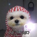 송율 | [공지] "진짜만 씁니다" 광고에 지친 견주들이 찾아오는 말티푸 송율무 블로그 (협업 문의)