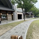 몽실이네 | 반려견과 함께한 여름 산책 코스 추천! 곤지암 도자공원, 설봉공원, 그리고 몽실이네 후기